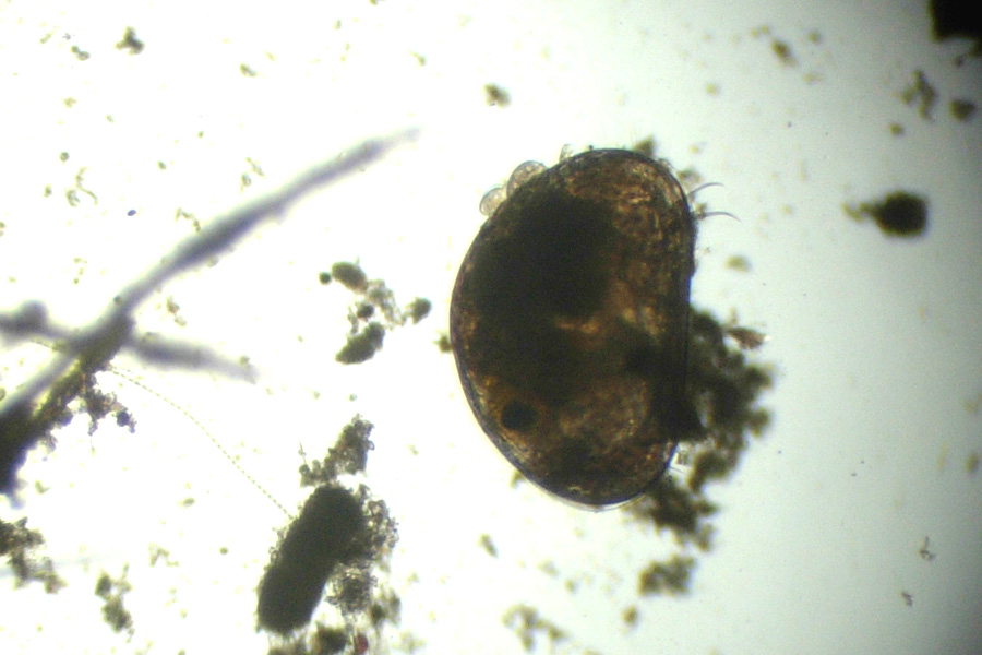 Ostracodi  [ Cypria sp. ]
